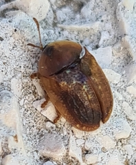 Hypocassida subferruginea