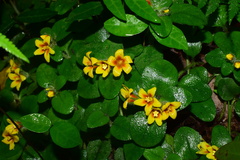 Lysimachia tashiroi