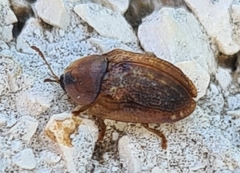 Hypocassida subferruginea