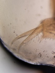 Eulimnadia agassizii