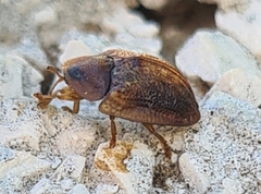 Hypocassida subferruginea