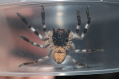 Isopedella victorialis