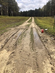 Eulimnadia agassizii