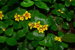Lysimachia tashiroi