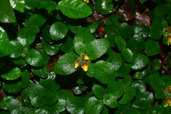 Lysimachia tashiroi