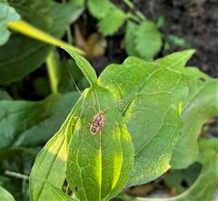 Rilaena triangularis
