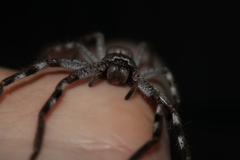Isopedella victorialis