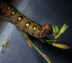 Hyles gallii