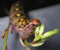 Hyles gallii