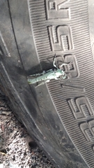 Lichenomorphus fuscifrons