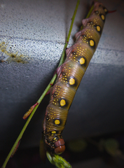 Hyles gallii