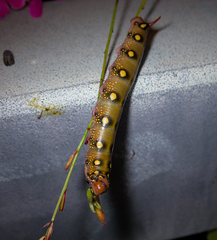 Hyles gallii