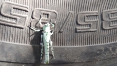 Lichenomorphus fuscifrons