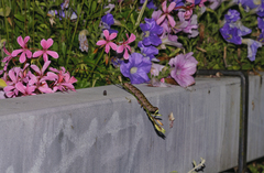 Hyles gallii