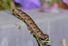 Hyles gallii