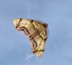 Achrosis incitata