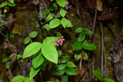 Vincetoxicum silvestre