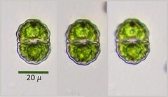 Cosmarium impressulum