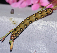 Hyles gallii