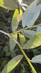 Salix rorida