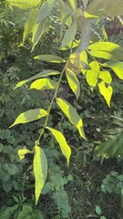 Salix rorida