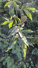 Salix rorida