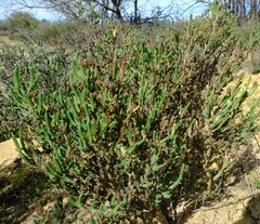 Psammotropha quadrangularis