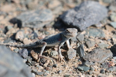 Phrynocephalus versicolor