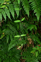 Vincetoxicum silvestre