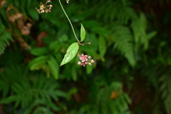 Vincetoxicum silvestre