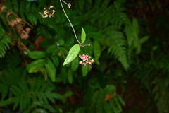 Vincetoxicum silvestre