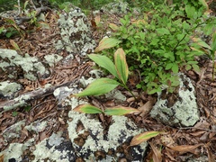 Convallaria pseudomajalis