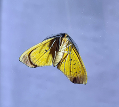 Achrosis incitata