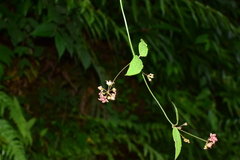 Vincetoxicum silvestre