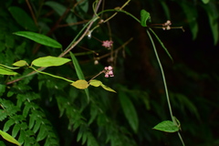 Vincetoxicum silvestre