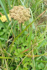 Angelica gmelinii