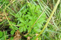 Angelica gmelinii