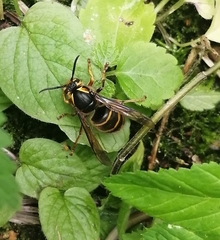 Dolichovespula media
