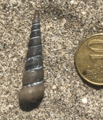 Turritellinella tricarinata