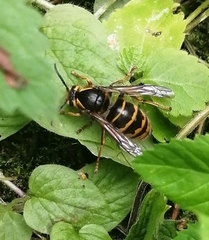 Dolichovespula media