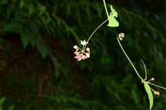 Vincetoxicum silvestre