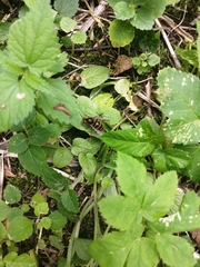 Dolichovespula media