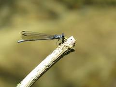 Bayadera brevicauda