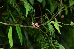 Vincetoxicum silvestre