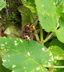 Dolichovespula media