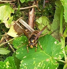 Dolichovespula media