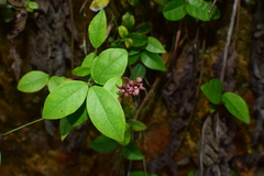 Vincetoxicum silvestre