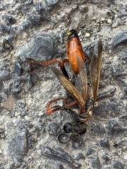 Sphex flavipennis