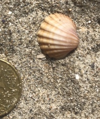 Acanthocardia paucicostata