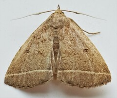 Zanclognatha marcidilinea